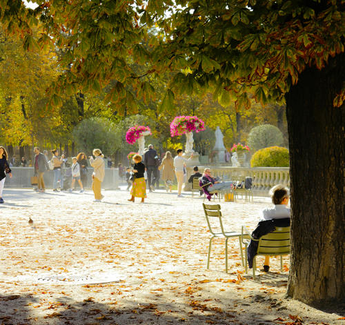 Tuileries marronniers