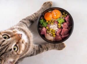 Alimentation animale