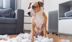Chien assis au milieu d’un coussin déchiré dans un salon