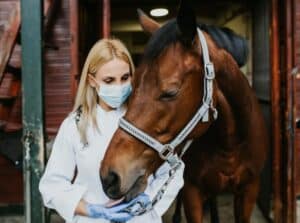 Conseils vétérinaires